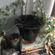 A dying English Ivy